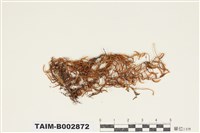 藏品(蔓苔科)的圖片